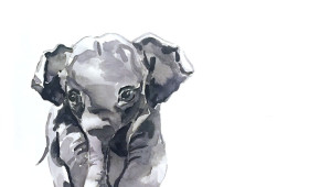 Baby Elephant / Watercolor / 12×16